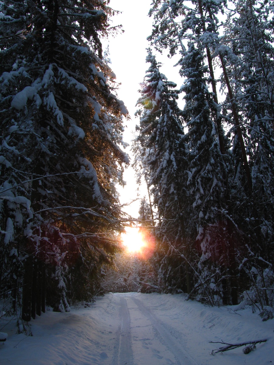 Forest road in Vitipalu Nature Reserve — surrounding trail area